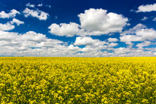 Flowering Canola Field With Fluffy White Clouds And Blue Sky, East Of Calgary; Alberta, Canada