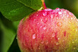 © Designpics - Close-up of an apple on tree branch with water droplets; Calgary, Alberta, Canada