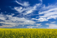 Flowering Canola Field With A Mixture Of Dramatic White Clouds And Blue Sky; East Of Calgary, Alberta, Canada