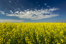 Flowering Canola Field With White Clouds And Blue Sky; West Of Calgary, Alberta, Canada