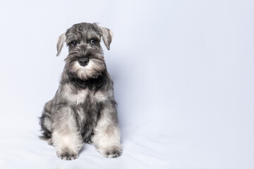 Schnauzer dog white-grey sits and looks at you on a white background, copy space. Sad puppy