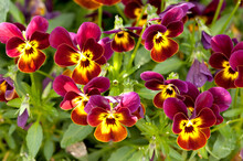Close Up Of Red And Yellow Pansies, Viola Tricolor, In A Garden.; Longwood Gardens, Pennsylvania.