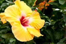 Close Up Of A Large Yellow And Red Hibiscus Flower.; Longwood Gardens, Pennsylvania.