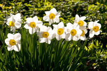 Line Of Spring Daffodils, Narcissus Species, In Flower In Springtime.; Cambridge, Massachusetts.