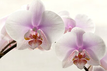 Close Up Of Phalaenopsis Orchid Blossoms.; Arlington, Massachusetts.