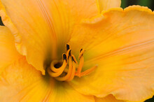 Close Up Of A Large Yellow Day Lily, Hemerocallis Species.; Lexington, Massachusetts.