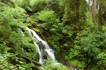 A Small Waterfall In The Quinault Rain Forest, Olympic Peninsula, WA; Quinault Forest, Olympic Peninsula,Washington