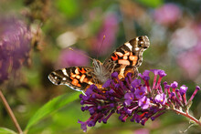 An American Painted Lady Butterfly, Vanessa Virginiensis, On Flowers.; Winchester, Massachusetts.