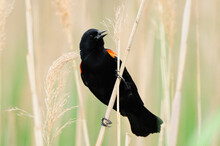 A Male Red-winged Blackbird Calling.; Wellfleet, Cape Cod, Massachusetts.