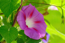 Close Up Of A Flowering Morning Glory Vine, Ipomoea Species.; Winchester, Massachusetts.