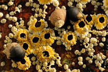 Close Up Of Barnacles And Periwinkles In A Tide Pool.; Odiorne Point State Park, Rye, New Hampshire.