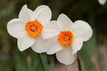 Close Up Of Two Daffodil Flowers, Narcissus Species.; Sandwich, Cape Cod, Massachusetts.