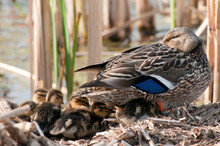 A Female Mallard Duck Shelters Her Ducklings In Their Nest.; Great Meadows National Wildlife Refuge, Concord, Massachusetts.