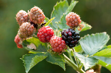 Close Up Of A Cluster Of Ripening Blackberries, Rubus Species.; Lexington, Massachusetts.