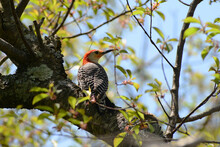 A Male Red-bellied Woodpecker, Melanerpes Carolinus, Perched On A Tree Branch.; Parker River National Wildlife Refuge, Plum Island, Massachusetts.
