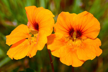 Bright Orange Nasturtium Flowers.; Wellesley, Massachusetts.