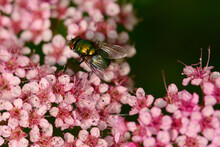 A Female Blowfly Visits Pink Spirea Flowers For Nectar.; Northeast Harbor, Maine.
