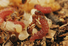 Alcon Blue Caterpillar Fed Liquids By A Myrmica Ant In The Ant's Nest.; Laeso, Denmark.
