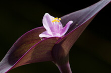 Close Up Of Purple Heart Flower And Bracts, Tradescantia Pallida.; Framingham, Massachusetts.