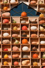 A Display Of Pumpkins And Gourds On The Side Of A Store.; Lexington, Massachusetts.