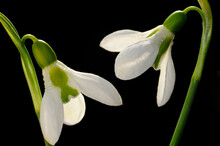 Close Up Of Two Snowdrop Flowers, Galanthus Species.; Lexington, Massachusetts.