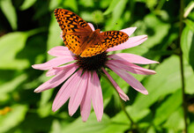A Great Spangled Fritillary Butterfly Visiting A Purple Coneflower.; Framingham, Massachusetts.