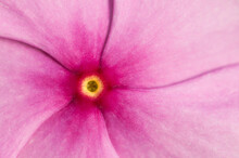 Close Up Of A Madagascar Periwinkle Flower, Catharanthus Roseus.; Wellesley, Massachusetts.