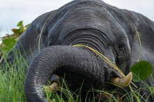 Close-up Of African Bush Elephant (Loxodonta Africana) Eating Grass In Chobe National Park; Botswana