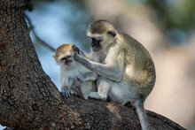Close-up Of Vervet Monkey (Chlorocebus Pygerythrus) Sitting Grooming Baby In Chobe National Park; Botswana