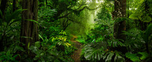 Rainforest In Central America
