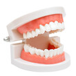Dental model of the jaw on a white background. Oral hygiene
