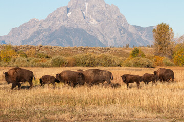 Poster - Bison in Grand Teton National Park Wyoming in Autumn