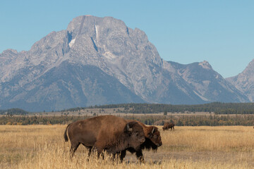Wall Mural - Bison in Grand Teton National Park Wyoming in Autumn