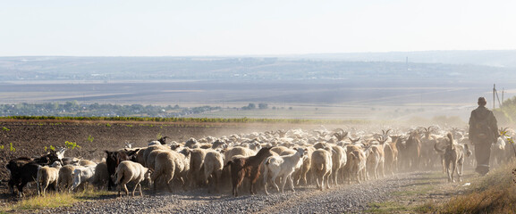 A herd of goats and sheep. The shepherd leads the animals along the road. A herd in clouds of dust during a drought.