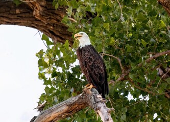 a bald eagle resting in the shade of a large cottonwood tree while panting in the heat of a hot summ