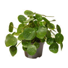 Canvas Print - Pilea peperomioides	