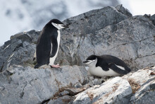 Chinstrap Penguin (Pygoscelis Antarcticus) Stands Beside Another On Rock; Antarctica