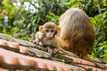 Baby Macaque Monkey Crouches Down Staring At Camera, While Mom Has Her Back Turned, On Top Of Roof At The Swayambhunath Monkey Temple, Kathmandu, Nepal On A Late Summer Day; Kathmandu Valley, Nepal