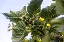 Close-up Of Immature Figs (Ficus Carica) Growing On The Branch Of A Fig Tree In Benissanet; Catalonia, Tarragona, Spain