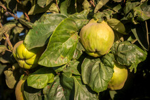 Close-up Of Quinces (Cydonia Oblonga) Maturing On A Quince Tree In Benissanet; Catalonia, Tarragona, Spain