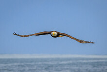 Bald Eagle (Haliaeetus Leucocephalus) In Flight Over Cook Inlet, Kenai Peninsula; Alaska, United States Of America