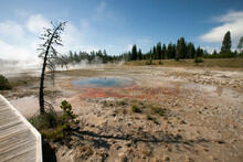 A Dead Pine Tree Near Colorful Mineral Deposits From Geothermal Features In A Geyser Basin.; Yellowstone National Park, Wyoming