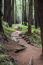 A Hiking Trail, With Man-made Steps, Winds Through A Redwood Forest.; Big Sur, California