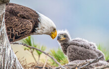 Bald Eagle (Haliaeetus Leucocephalus) Looking At Chick; Minnesota, United States Of America