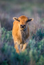 Portrait Of A Buffalo Calf (Bison Bison) Standing In The Brush Staring At The Camera; Yellowstone National Park, Wyoming, United States America