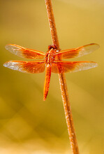 Orange Dragonfly, Flame Skimmer (Libellula Saturata) Perched On A Stick; United States Of America