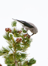 Close-up Of Clark's Nutcracker (Nucifraga Columbiana) Feeding On Snow Covered Pine Cones; Yellowstone National Park, United States Of America