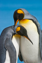 Close-up Of Two King Penguins (Aptenodytes Patagonicus) Hugging Each Other With Their Necks In Mating Ritual; South Georgia Island, Antarctica