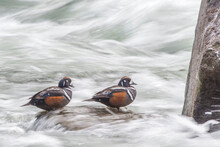 Two Harlequin Ducks (Histrionicus Histrionicus) Perched On A Rock Surrounded By Rushing Water; Yellowstone National Park, United States Of America