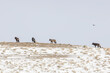 © Designpics - A pack of wolves (Canis lupus) gathered on a snow covered hill in Yellowstone National Park; Wyoming, United States of America